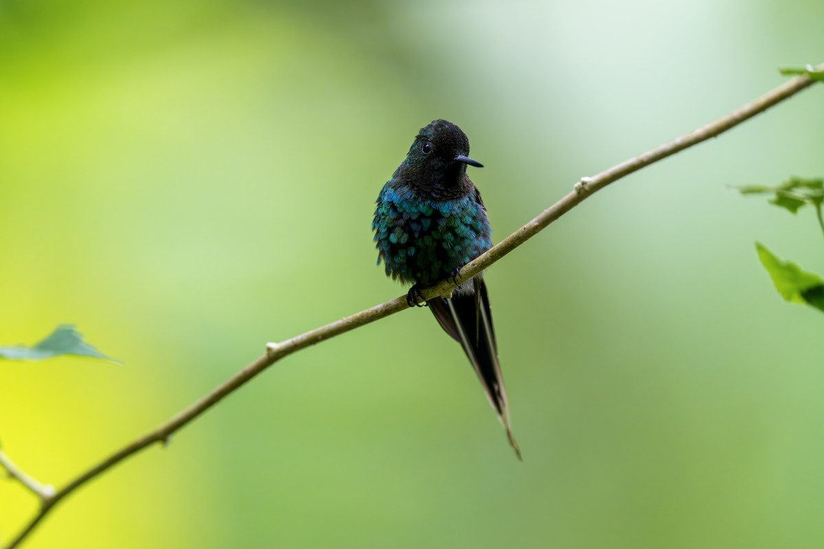 Yeşil Telkuyruk - ML644543185