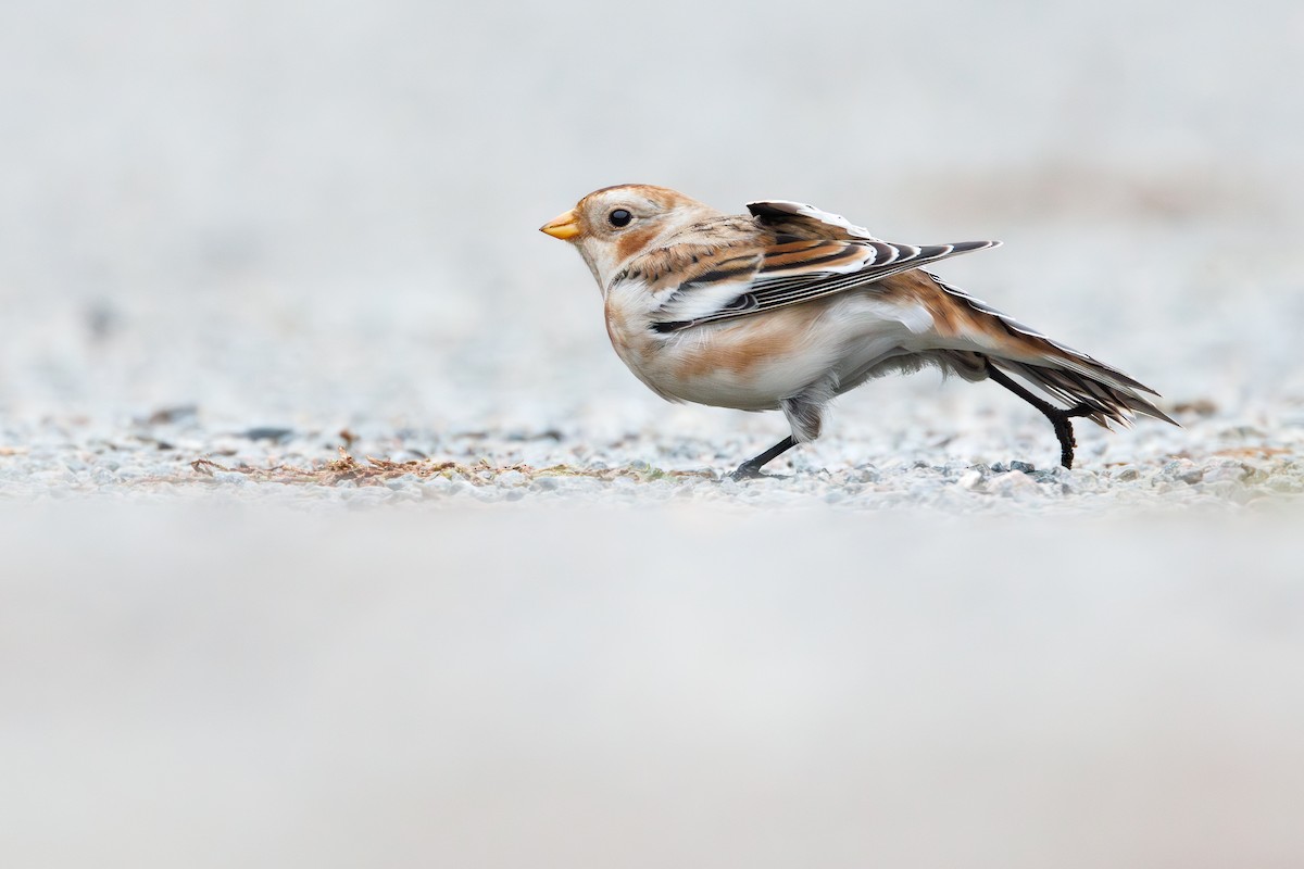 Snow Bunting - ML644543220