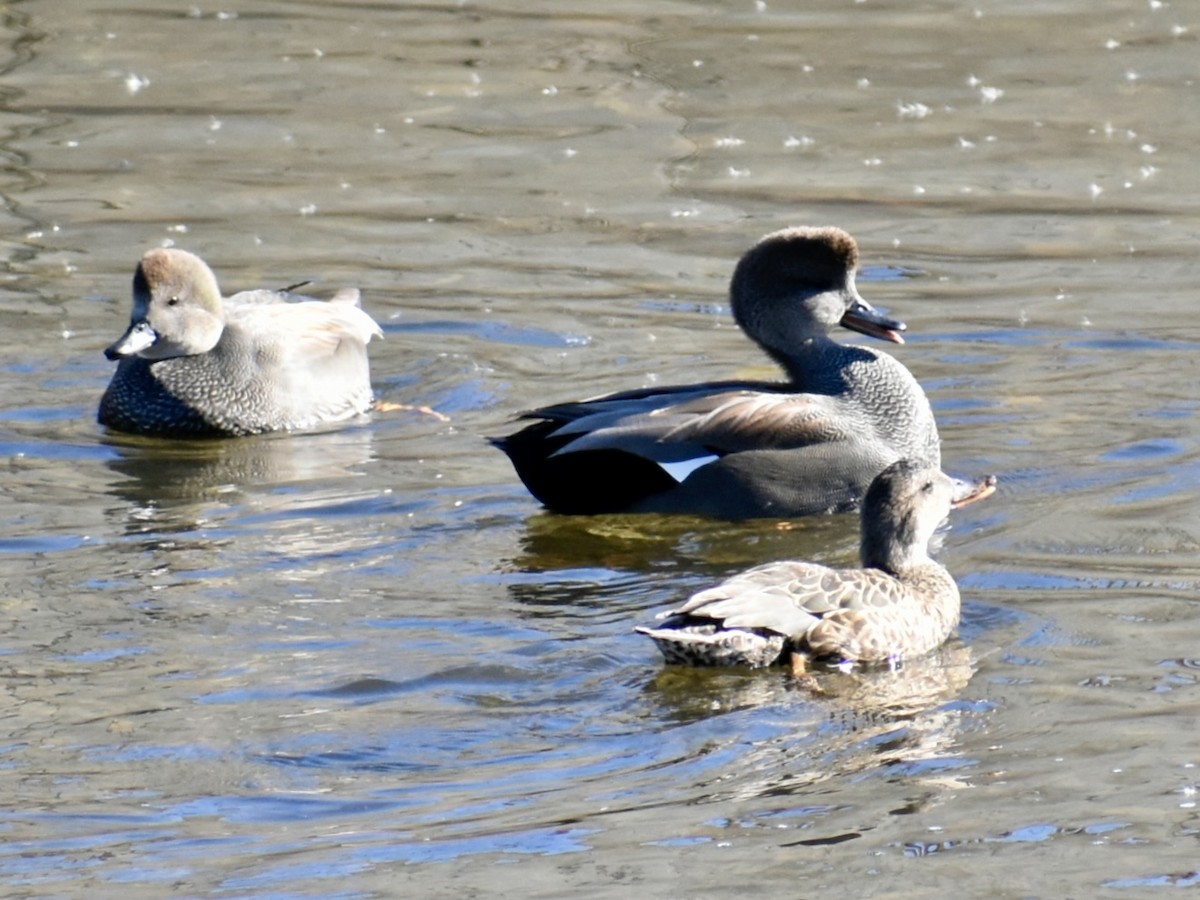 Gadwall - ML644543221