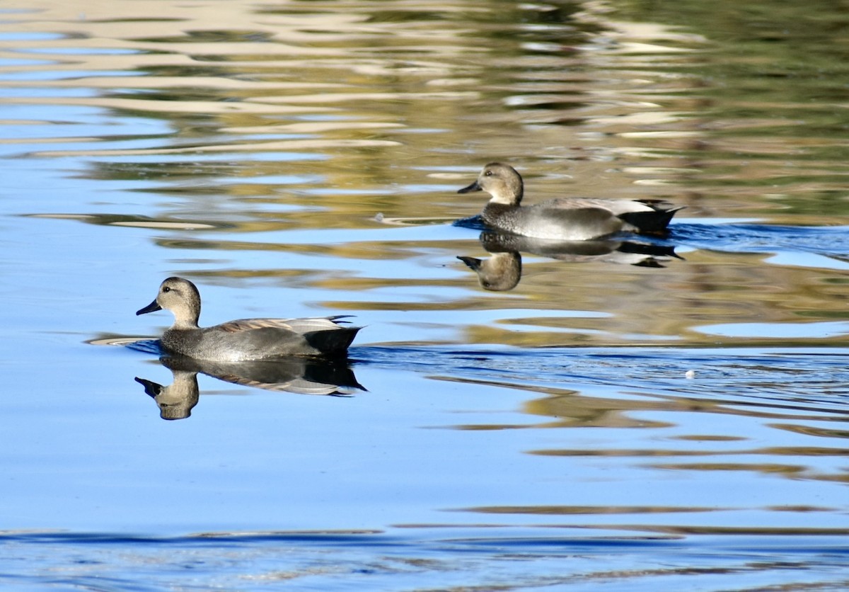 Gadwall - ML644543222