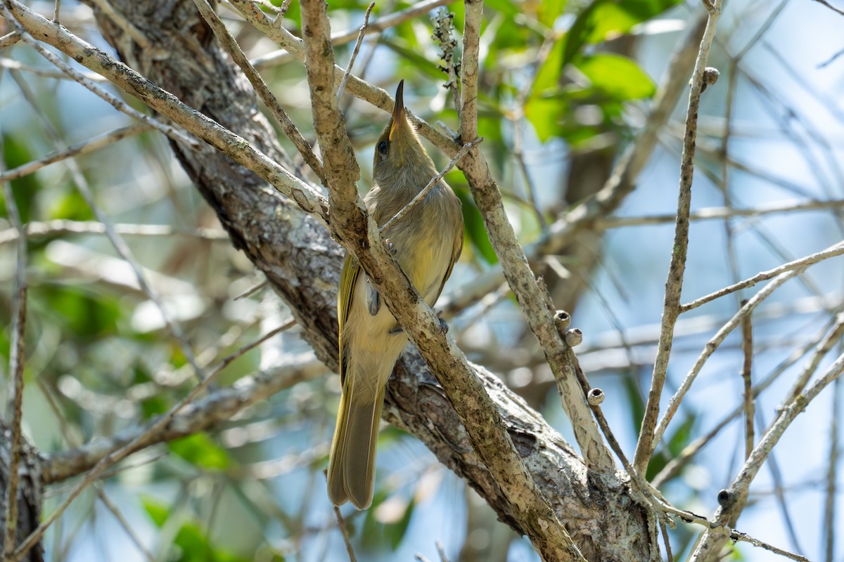 Brown Honeyeater - ML644543231