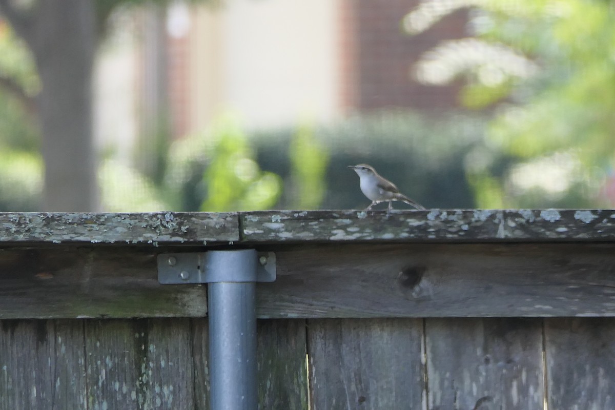 Bewick's Wren - ML644543242