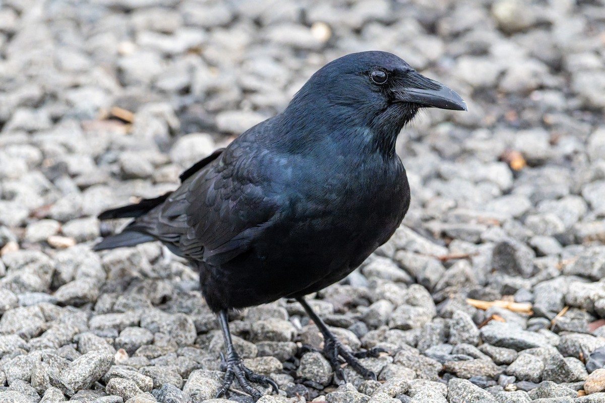 ウオガラス - ML644543244