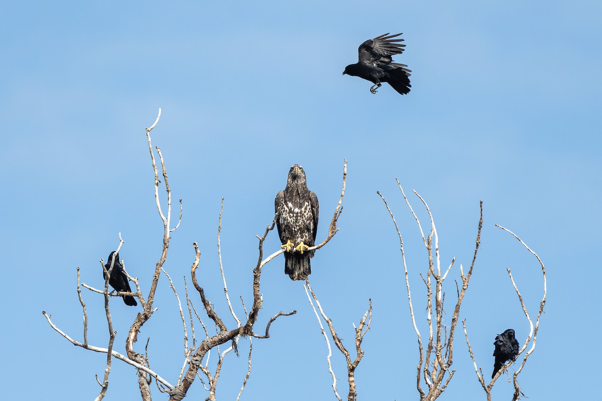 Bald Eagle - ML644543246