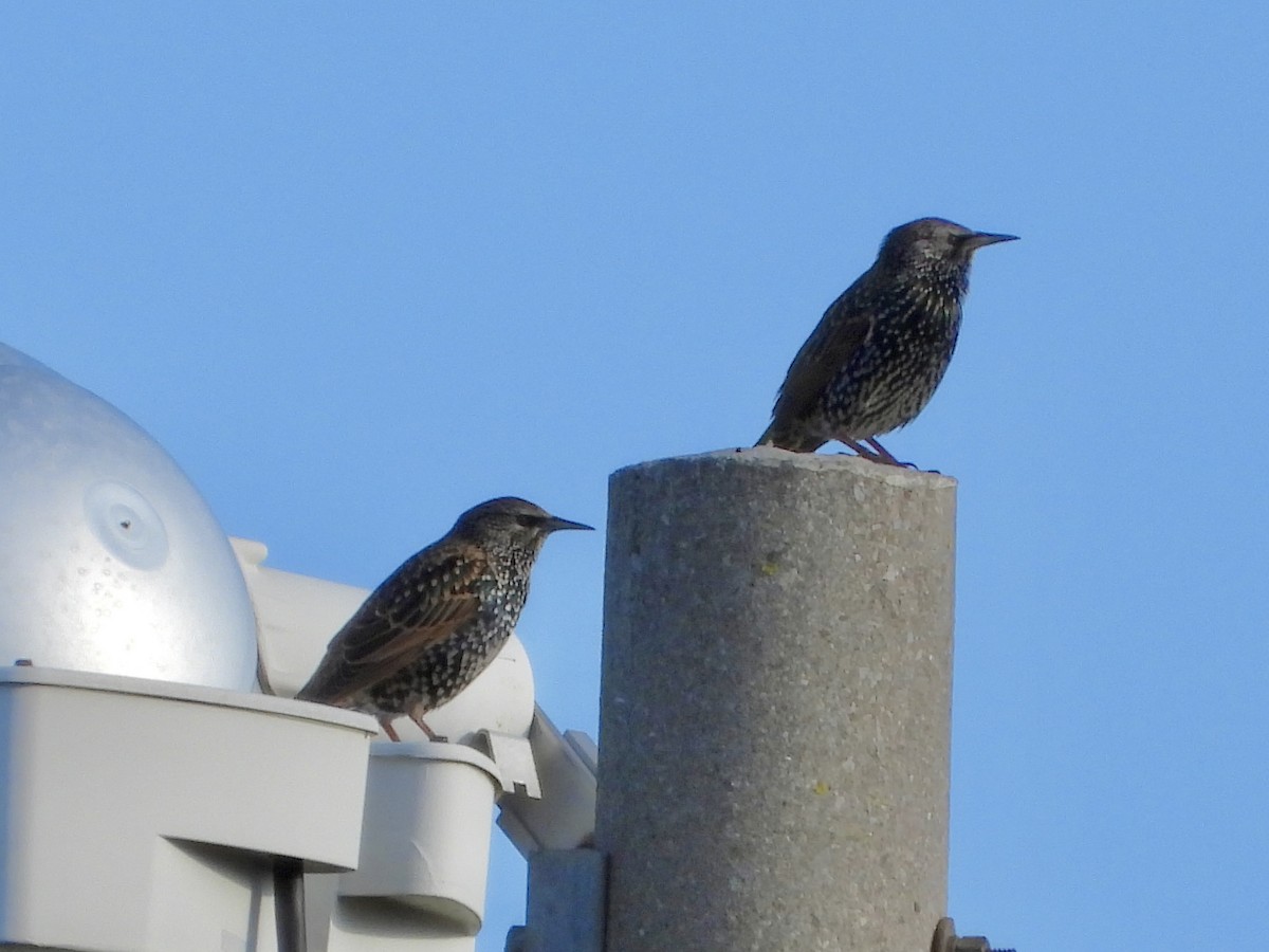 European Starling - ML644543255