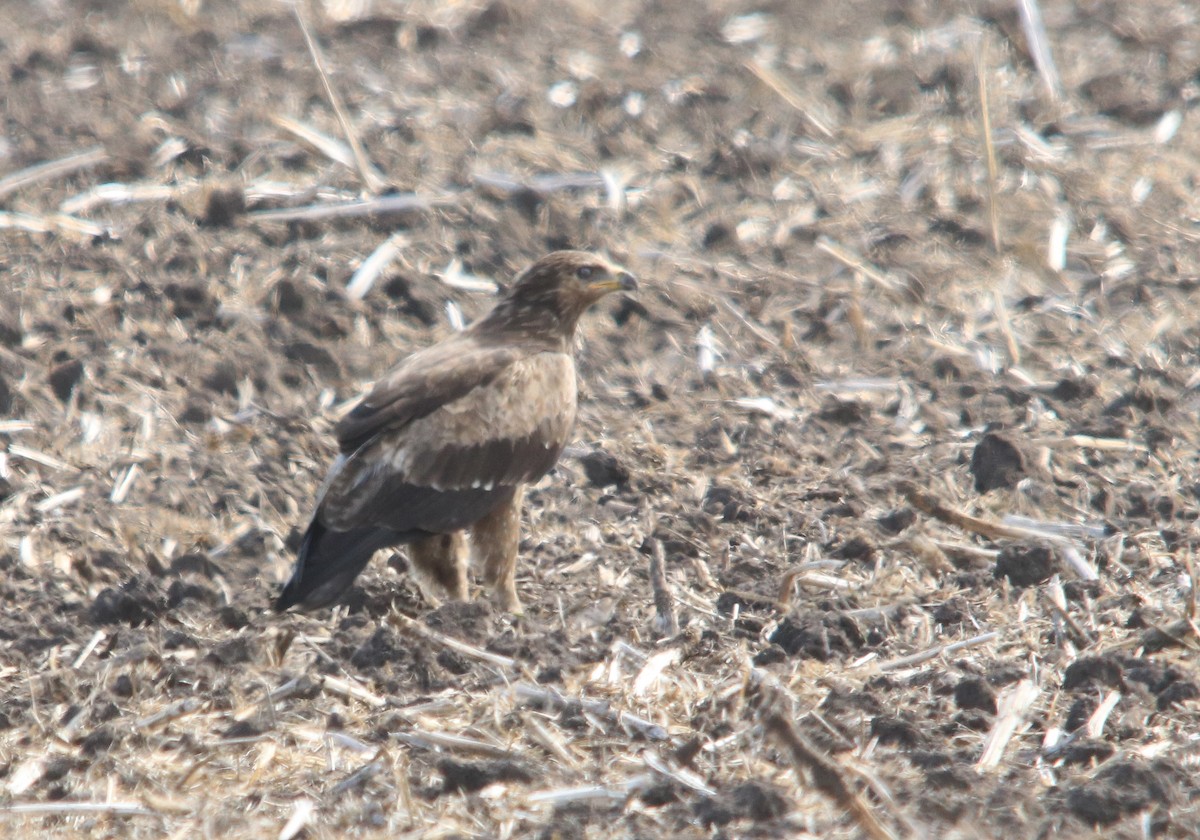 Lesser Spotted Eagle - ML644543258