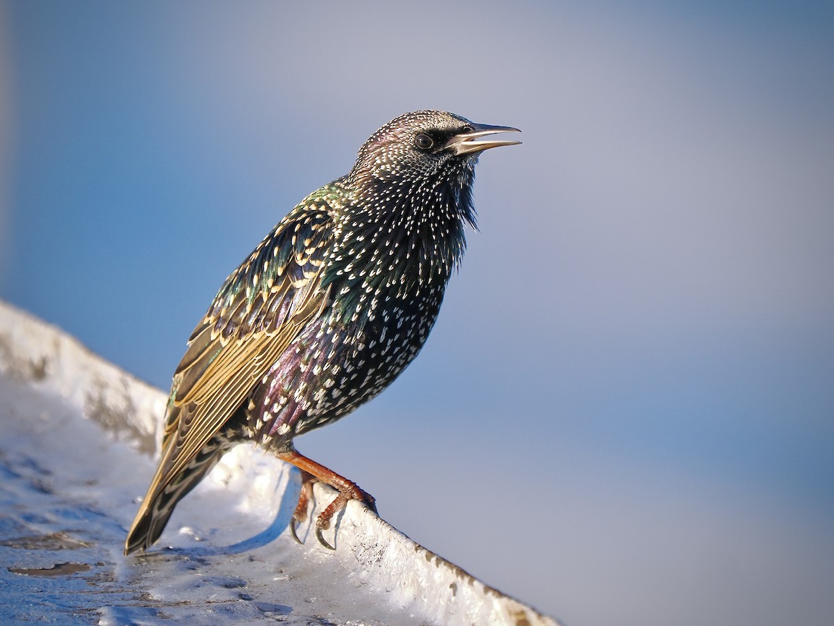 European Starling - ML644543262