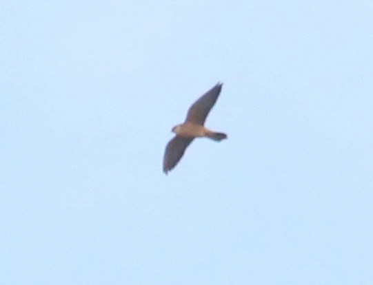 Red-footed Falcon - ML644543265