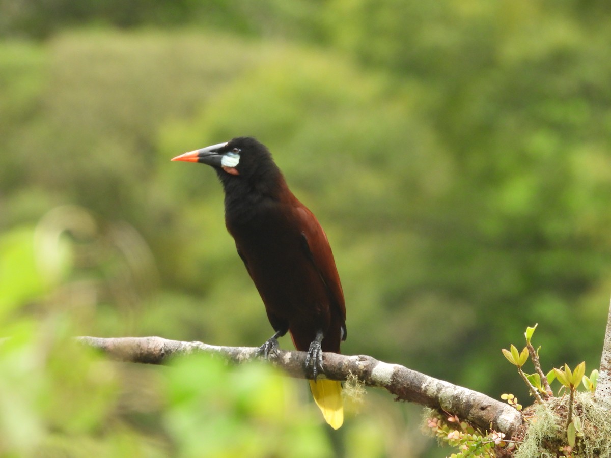Montezuma Oropendola - ML644543270