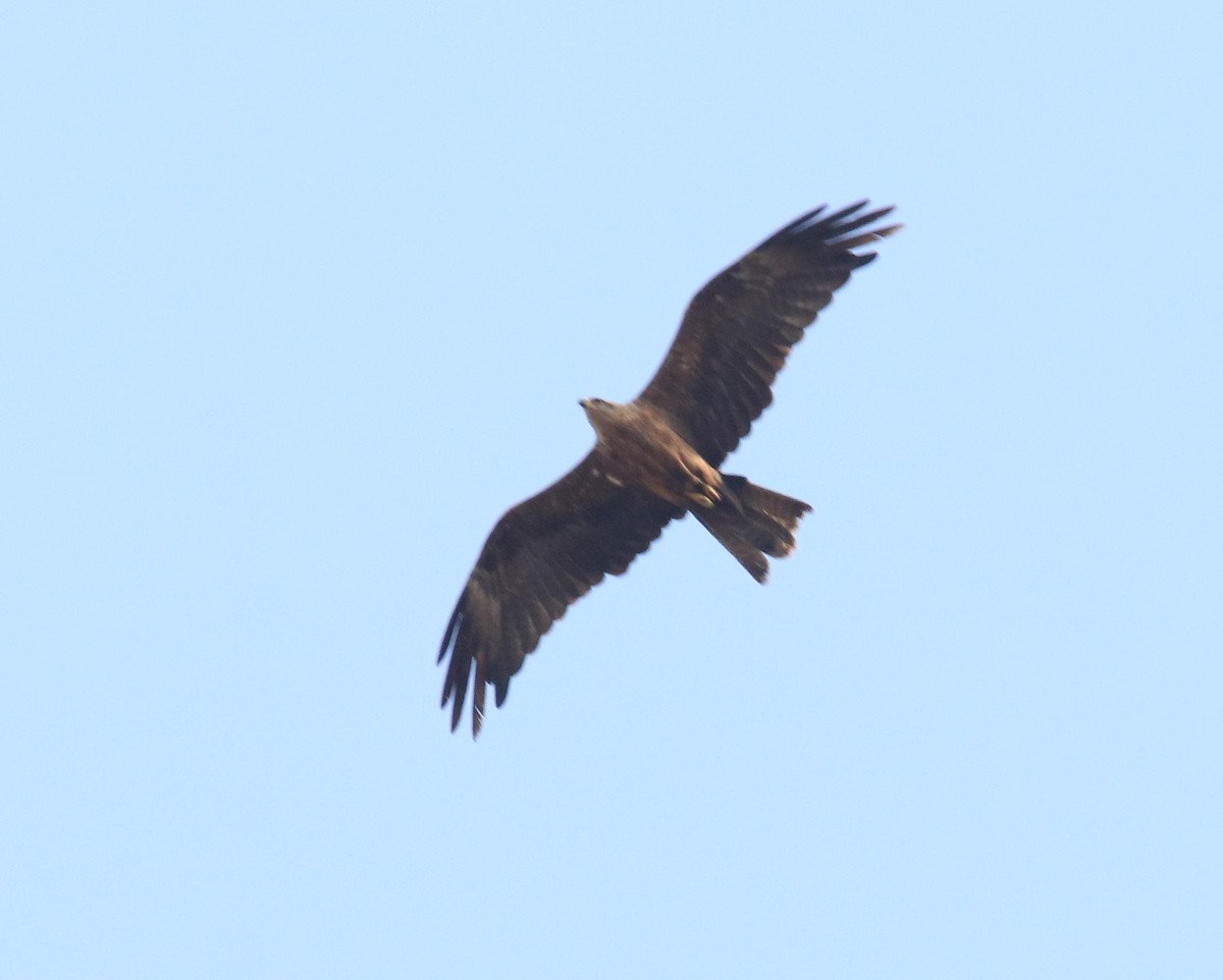 Black Kite - ML644543275