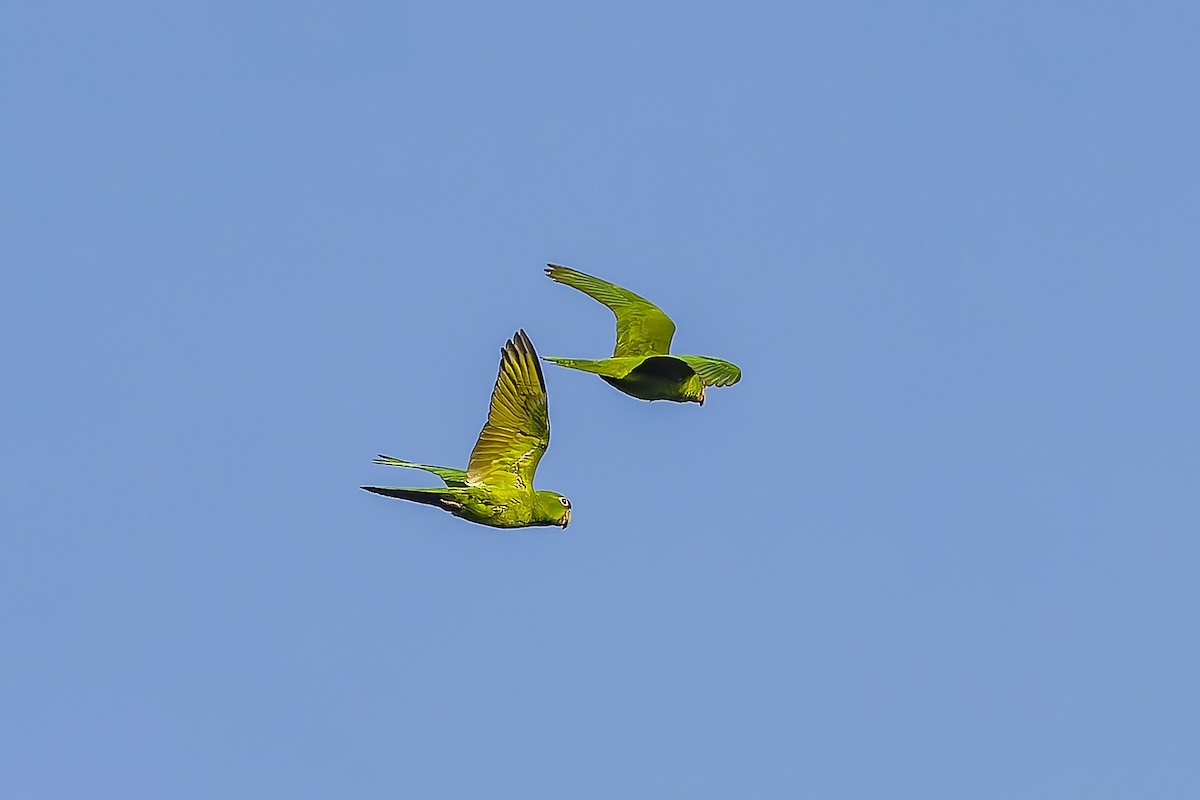 smaragdparakitt - ML644543291