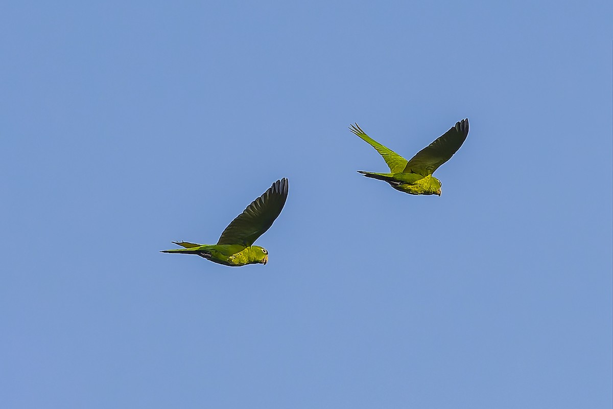 smaragdparakitt - ML644543292