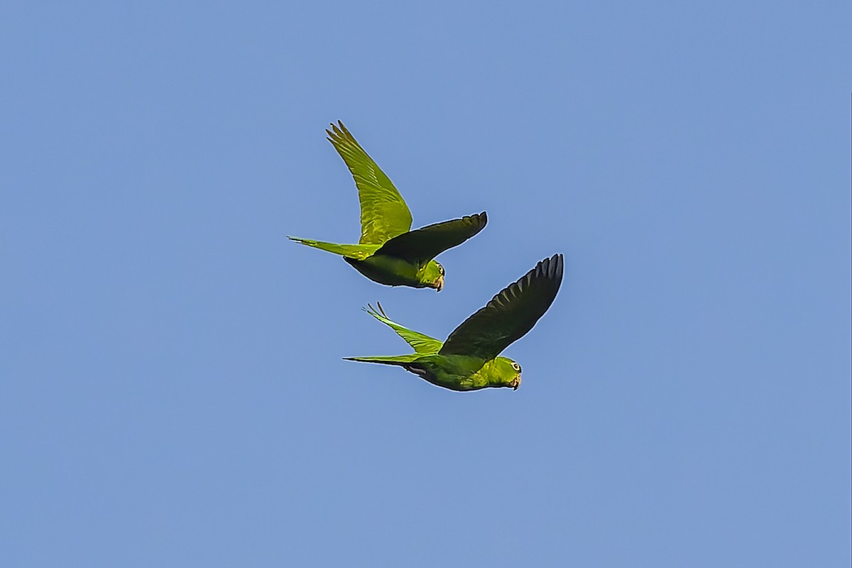 smaragdparakitt - ML644543293