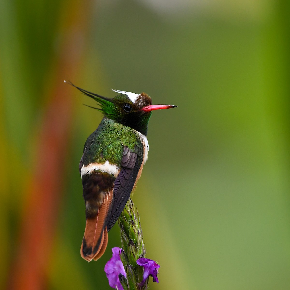 White-crested Coquette - ML644543309