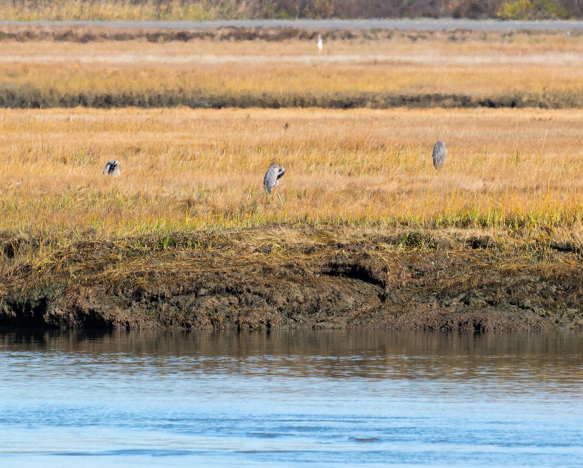 Great Blue Heron - ML644543338
