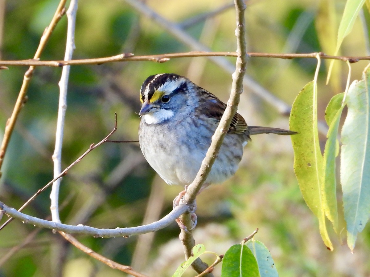 White-throated Sparrow - ML644543343