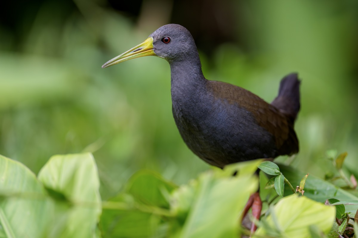 askerikse - ML644543344