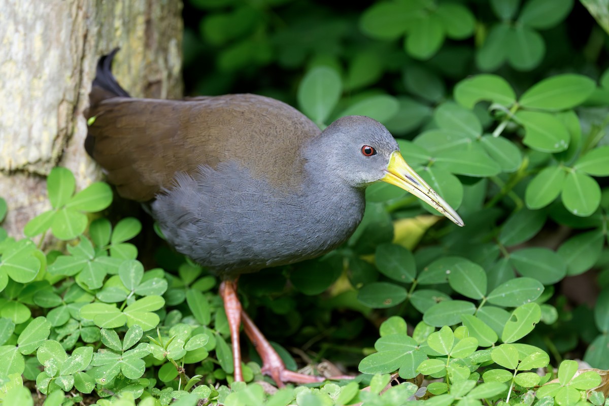 askerikse - ML644543345