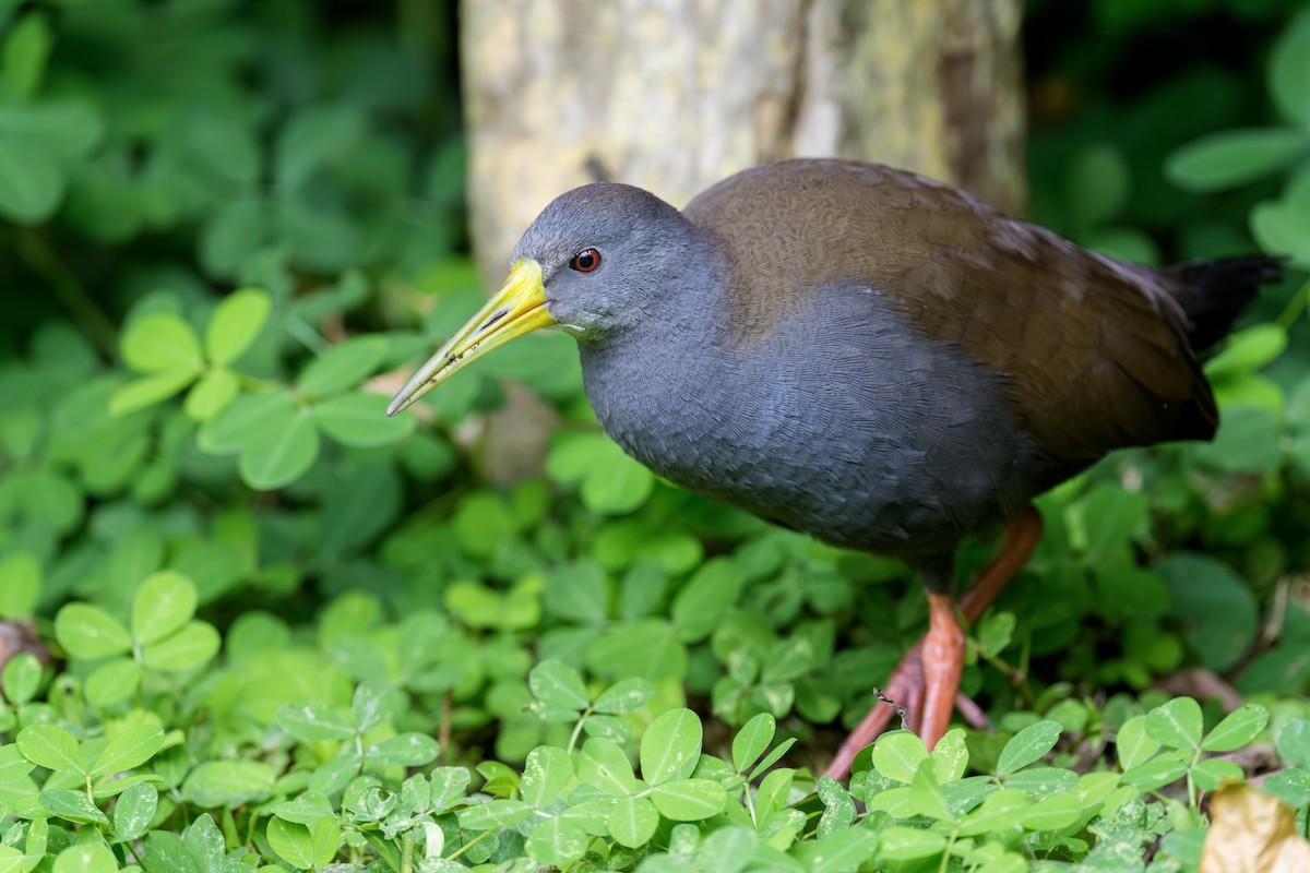 askerikse - ML644543346