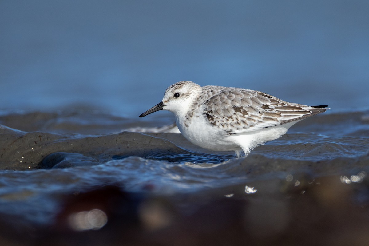 Sanderling - ML644543349