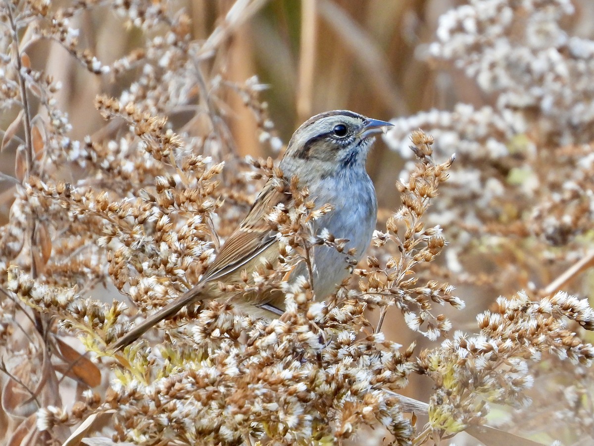 ヌマウタスズメ - ML644543358