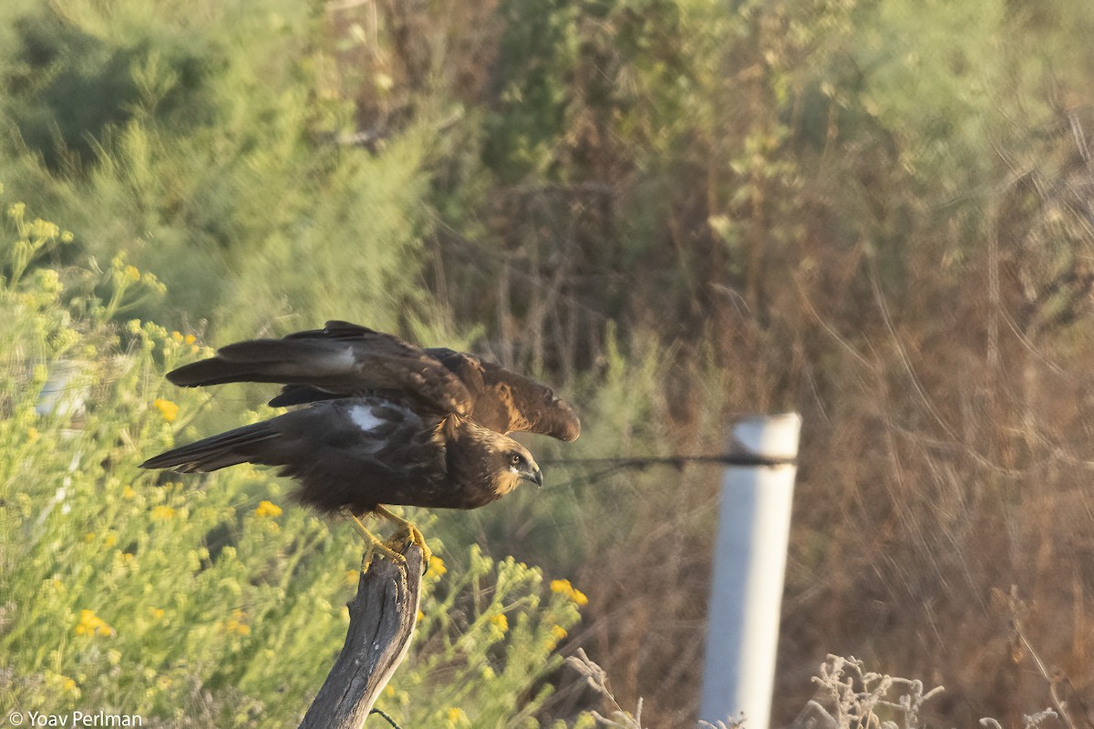 Saz Delicesi - ML644543359