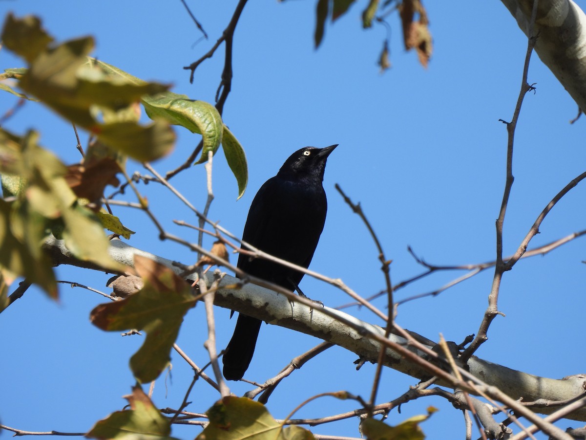 Brewer Karatavuğu - ML644543360