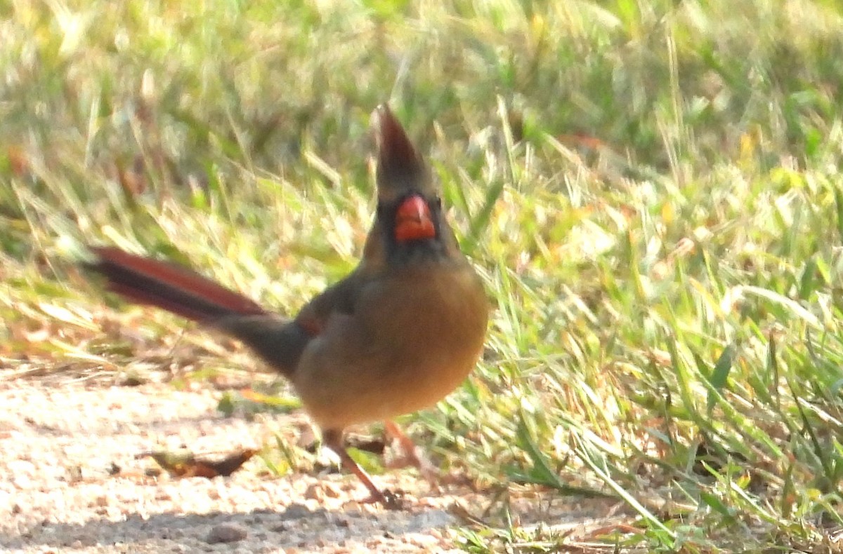 Northern Cardinal - ML644543361