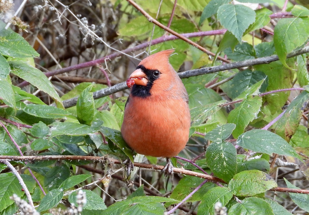 Northern Cardinal - ML644543363