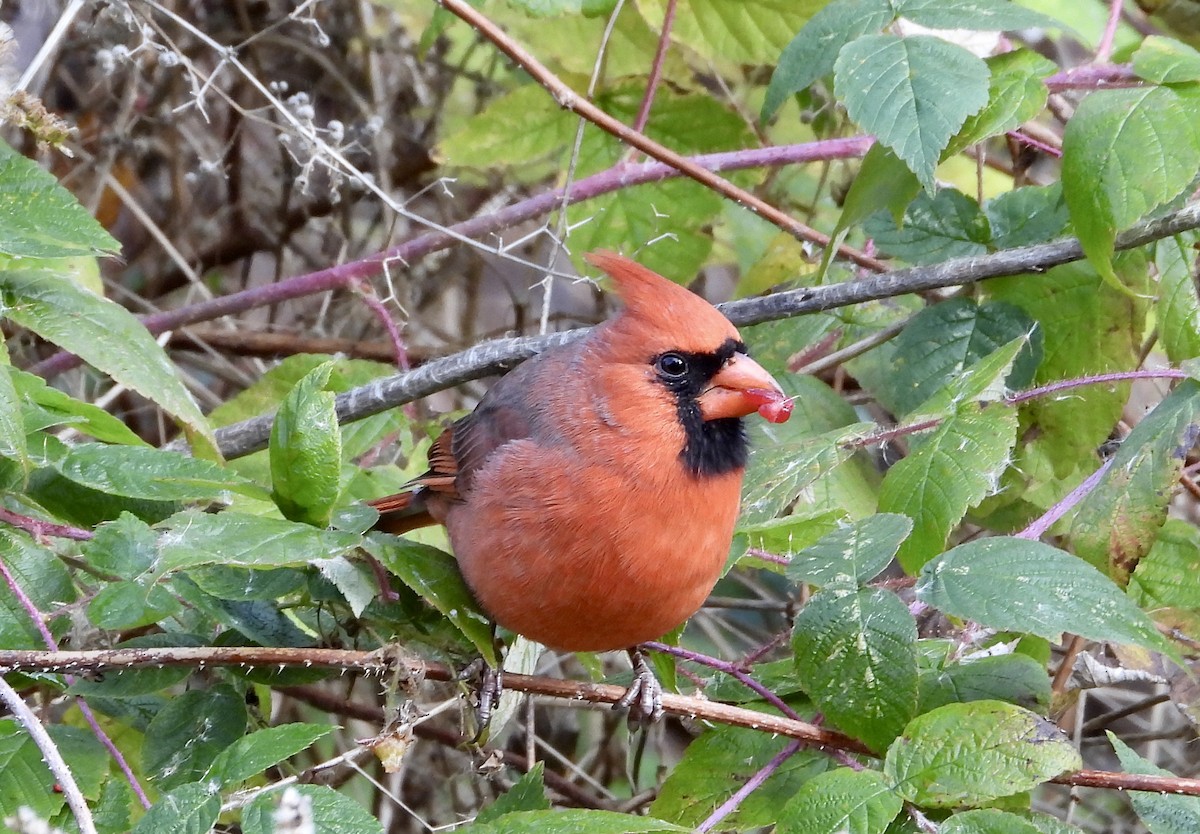 Northern Cardinal - ML644543364