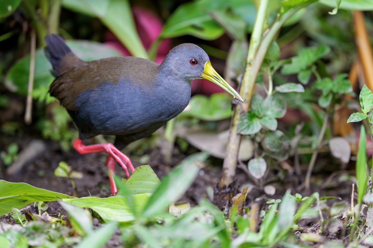 askerikse - ML644543366