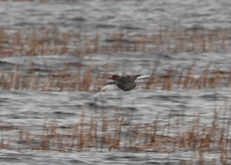 מרגון בינוני - ML644543379