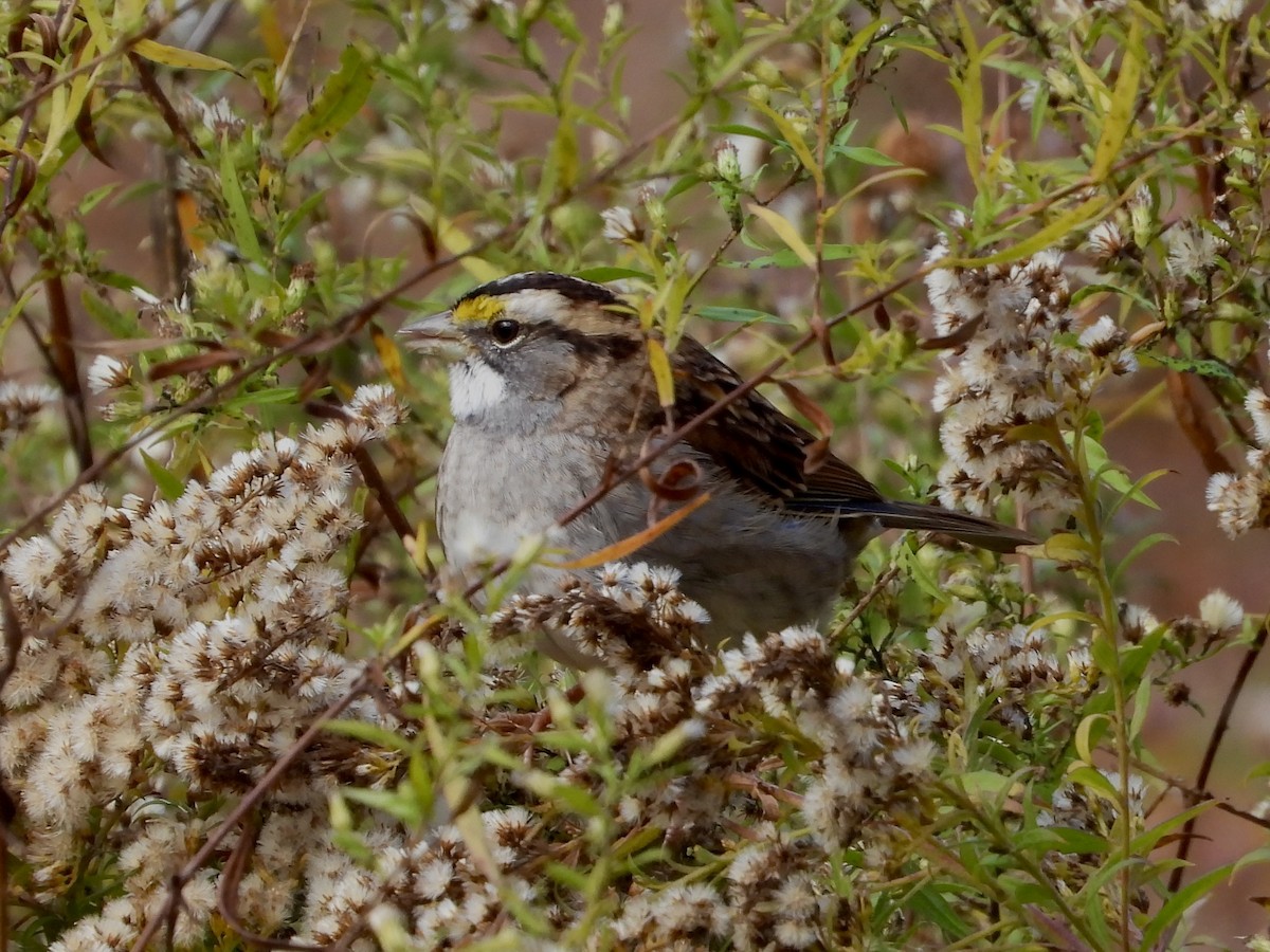 White-throated Sparrow - ML644543380