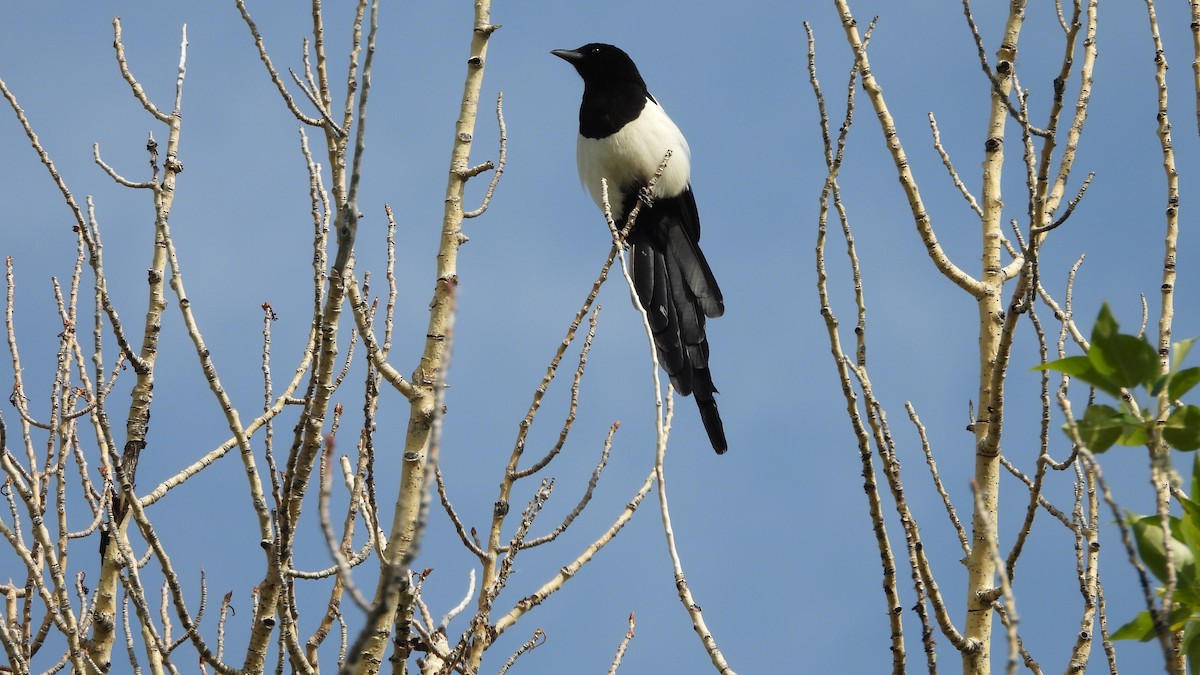 Сорока канадська - ML644543385