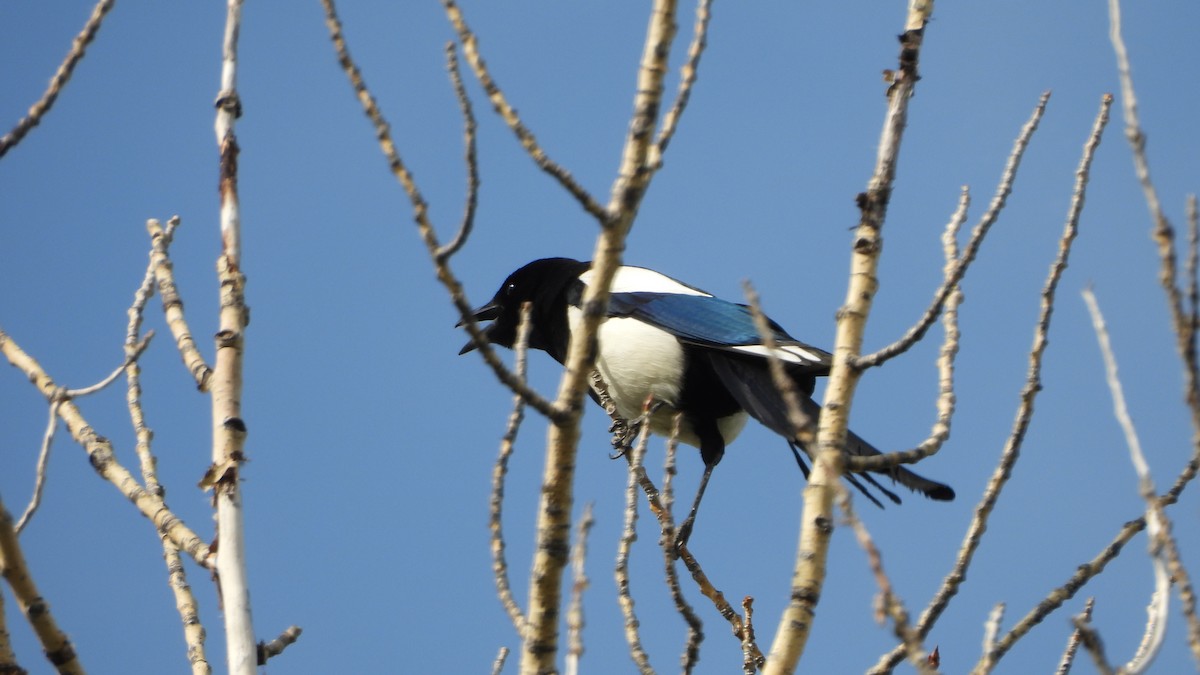 Сорока канадська - ML644543386