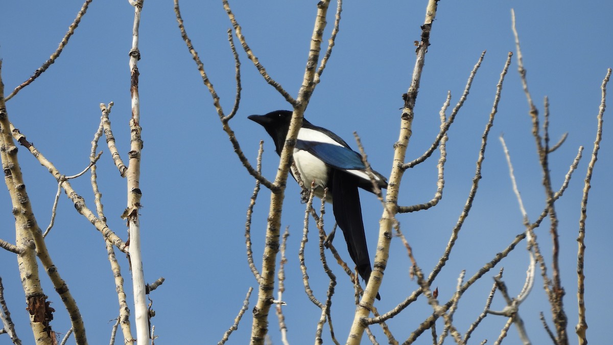 Сорока канадська - ML644543387