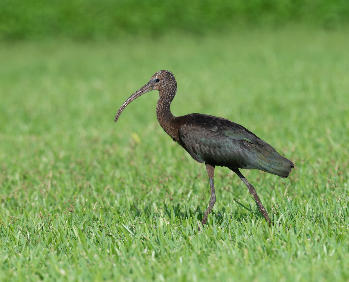 Glossy Ibis - ML644543390