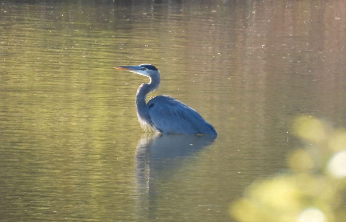 Great Blue Heron - ML644543412