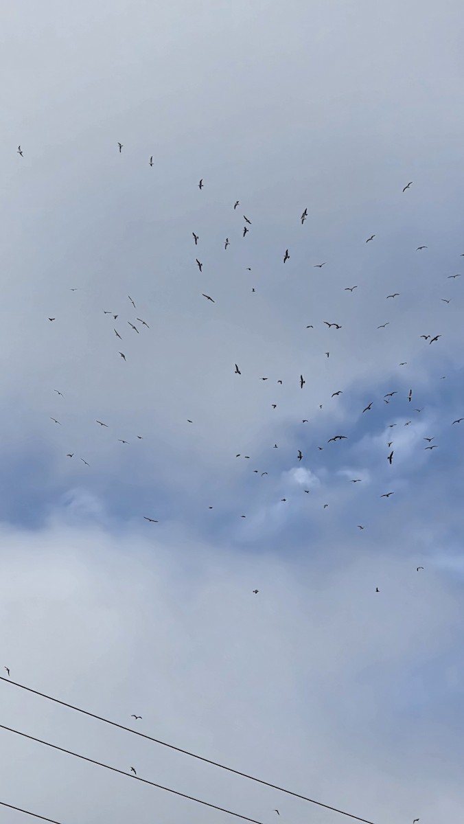 gull sp. - ML644543420