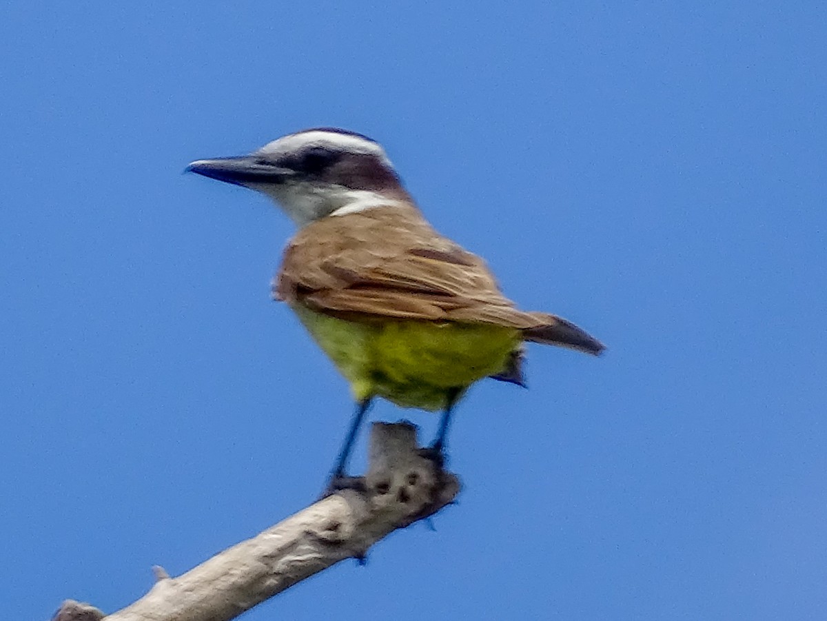 Bienteveo Común - ML644543424