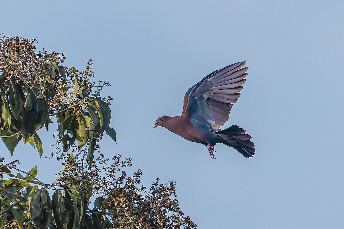 Sarı Gagalı Kızılca Güvercin - ML644543432