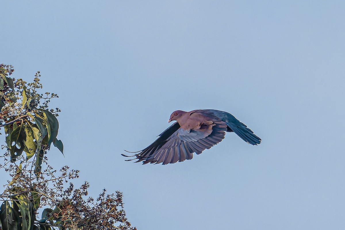 Sarı Gagalı Kızılca Güvercin - ML644543433