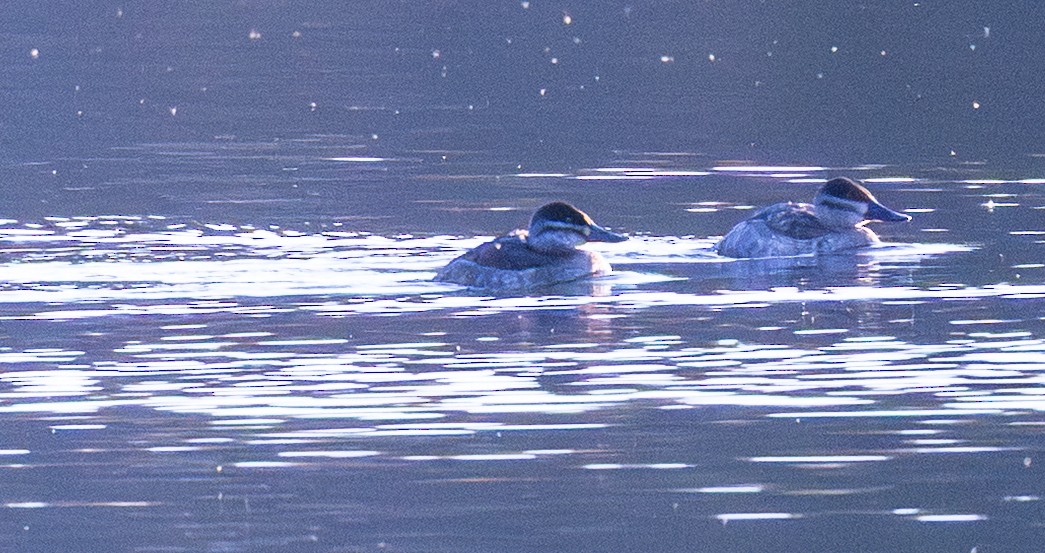 kachnice kaštanová - ML644543435