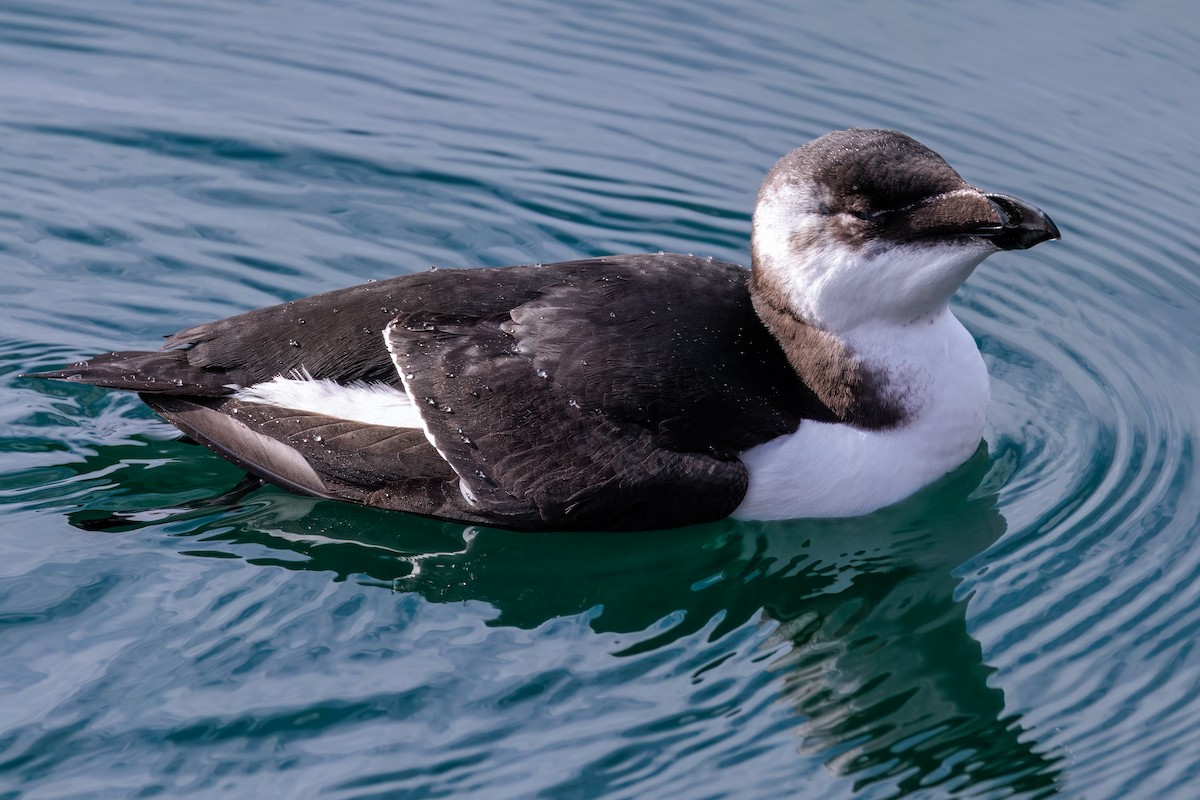 Razorbill - ML644543438