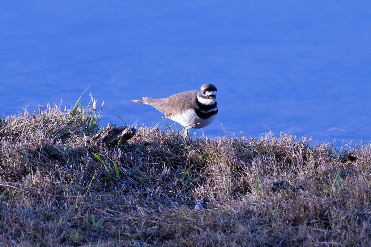 kulík rezavoocasý - ML644543439