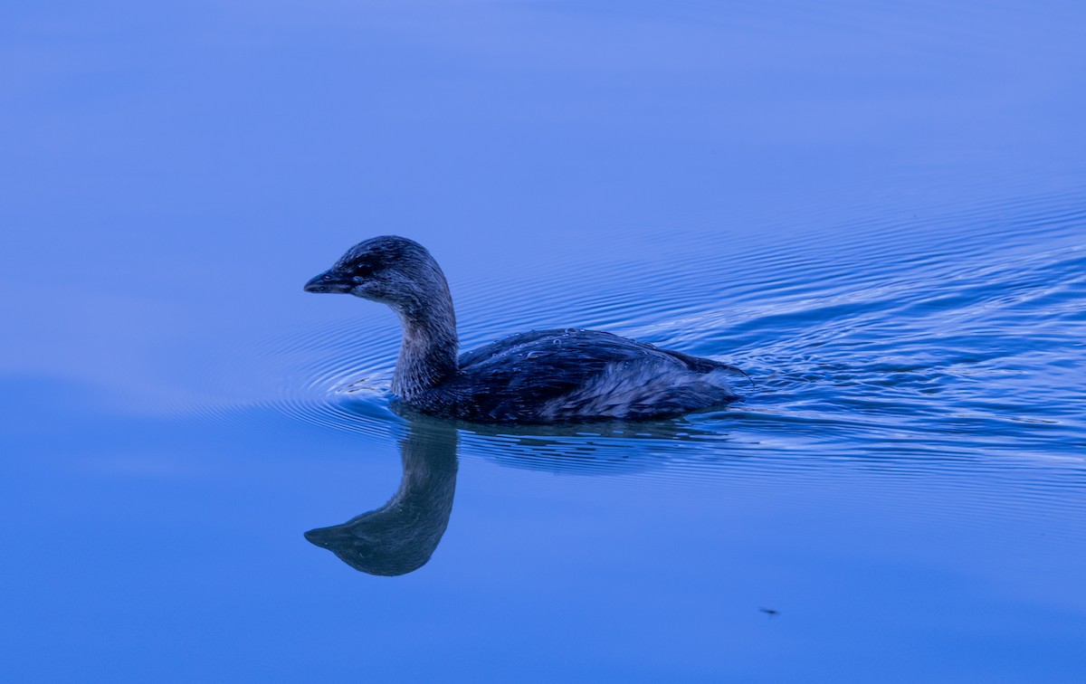 potápka americká - ML644543442