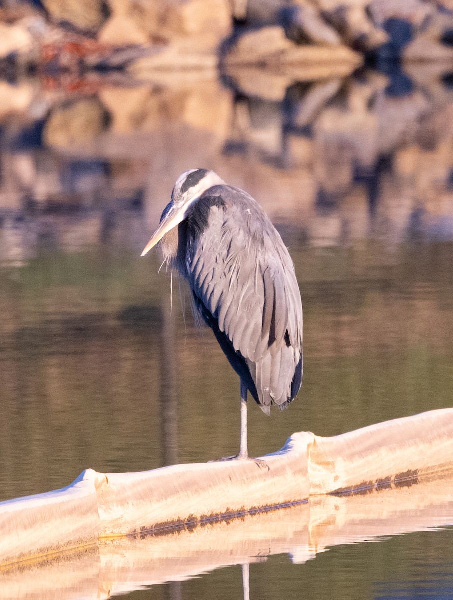Great Blue Heron - ML644543445