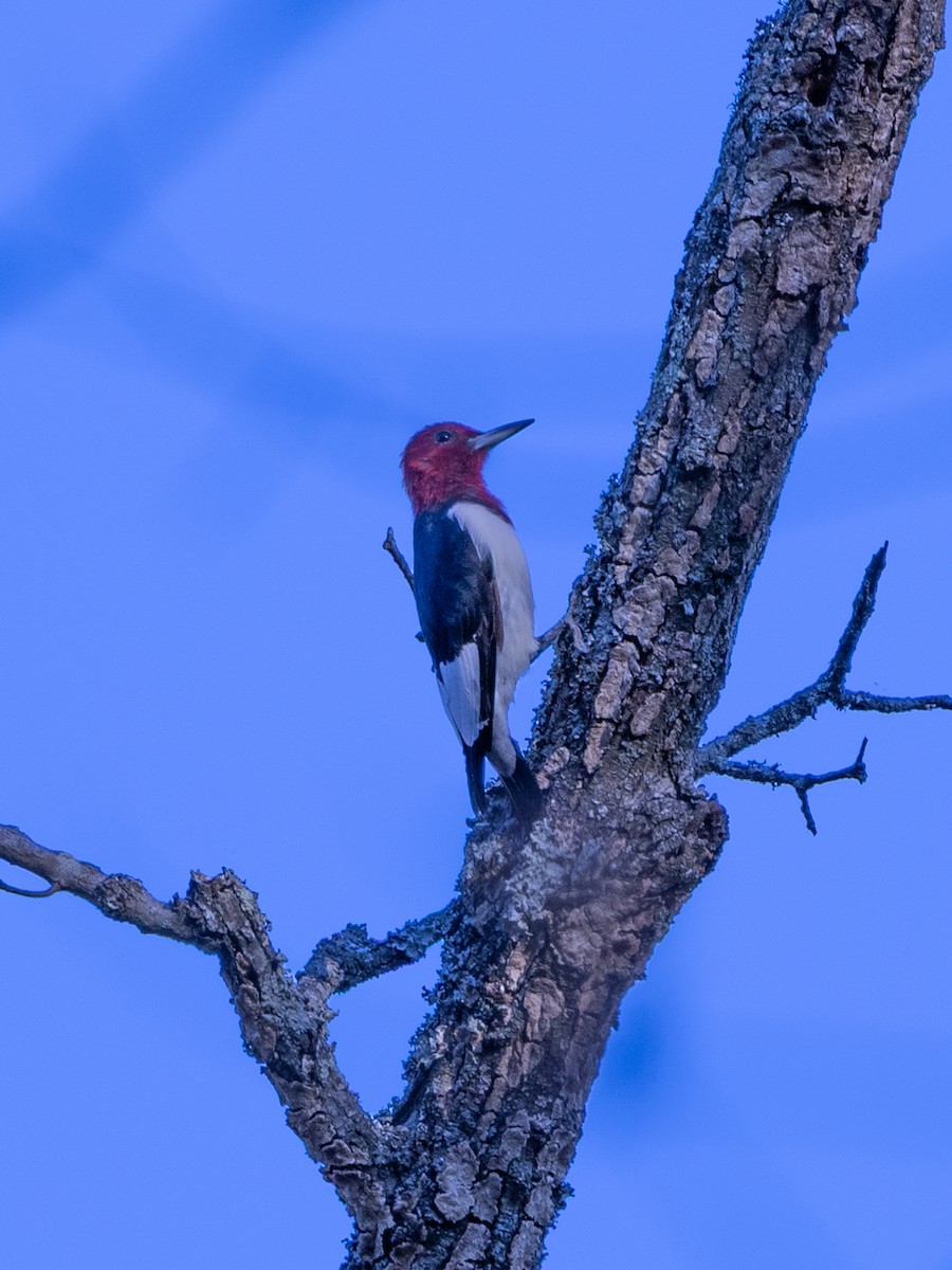 datel červenohlavý - ML644543452