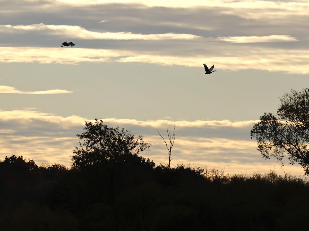 Sandhill Crane - ML644543458