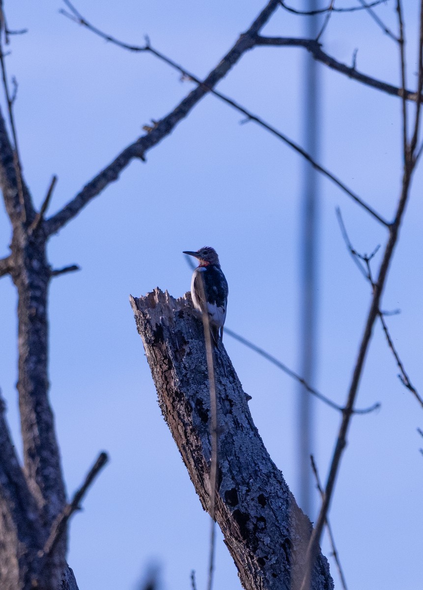 salašník modrý - ML644543460